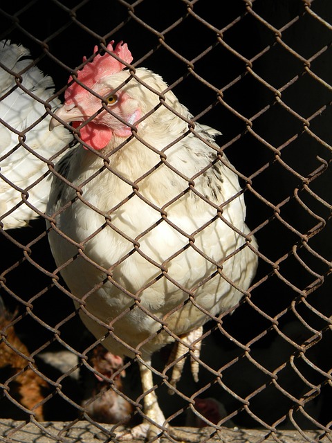 未来表现的 未来表现的